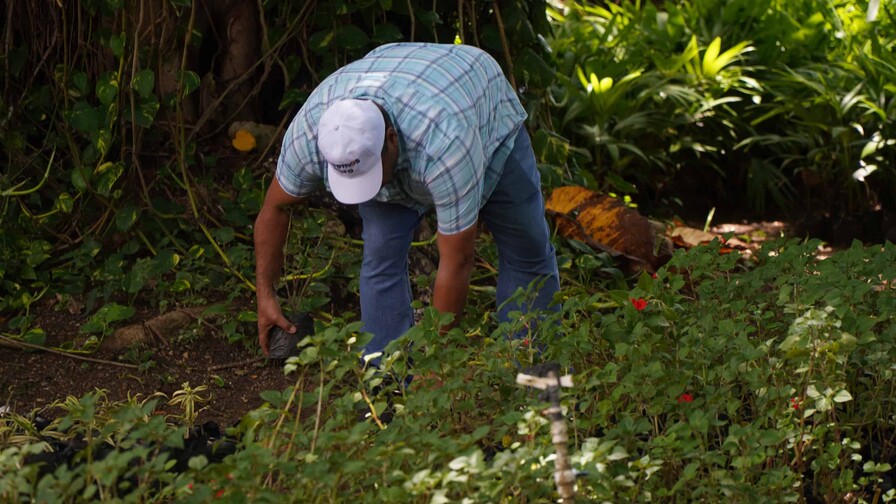 La Digecac anuncia su primer Festival de Plantas