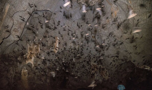 Los mam&iacute;feros olvidados: estudio registra 15 especies de murci&eacute;lagos en el Parque Nacional Aniana Vargas