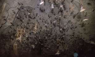 Los mam&iacute;feros olvidados: estudio registra 15 especies de murci&eacute;lagos en el Parque Nacional Aniana Vargas