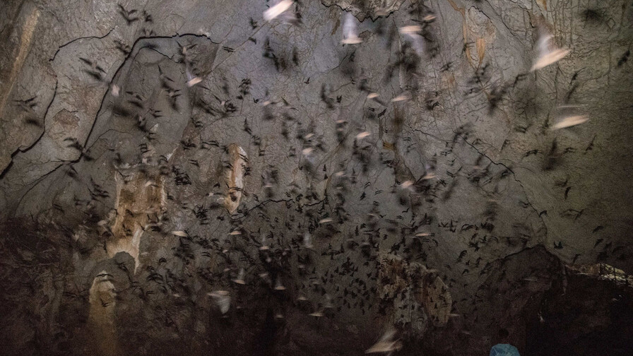 Los mamíferos olvidados: estudio registra 15 especies de murciélagos en el Parque Nacional Aniana Vargas Los mamíferos olvidados: estudio registra 15 especies de murciélagos en el Parque Nacional Aniana Vargas