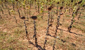 Europa se seca y Francia raciona el agua