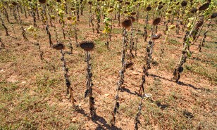 Europa se seca y Francia raciona el agua