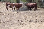 Nueva ola de calor en varios países de Europa, afectada por una sequía generalizada Nueva ola de calor en varios países de Europa, afectada por una sequía generalizada