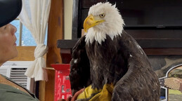 Jackie, la famosa &aacute;guila calva de California, fallece tras semanas en cuidados intensivos