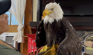 Jackie, la famosa águila calva de California, fallece tras semanas en cuidados intensivos
