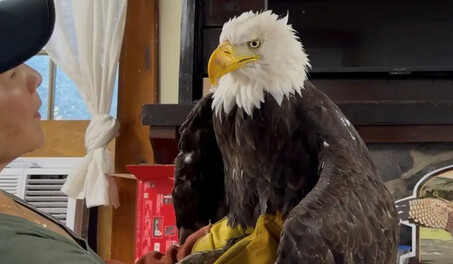 Jackie, la famosa &aacute;guila calva de California, fallece tras semanas en cuidados intensivos