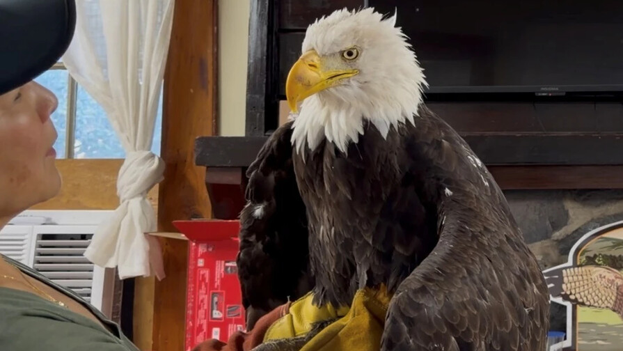Jackie, la famosa águila calva de California, fallece tras semanas en cuidados intensivos
