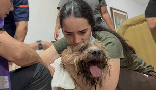 Antonio, el perro rescatado de los escombros alimenta la esperanza de una familia en Cali