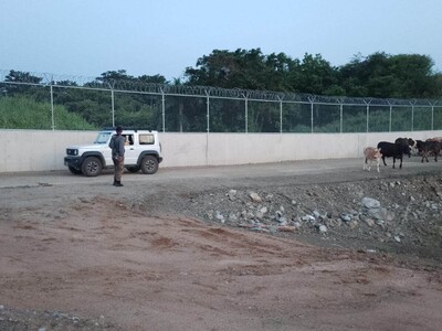 Ejército recupera 18 reses robadas que iban a llevar a Haití