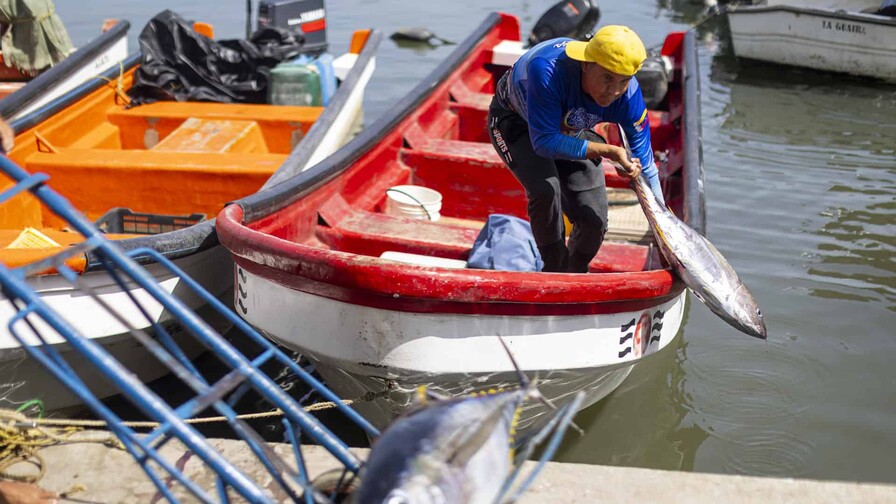 Pescadores y comerciantes, en la lucha por su sustento diario tras los sismos en Venezuela Pescadores y comerciantes, en la lucha por su sustento diario tras los sismos en Venezuela