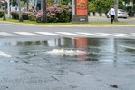 Aguas residuales se desbordan y contaminan la avenida Jiménez Moya Aguas residuales se desbordan y contaminan la avenida Jiménez Moya