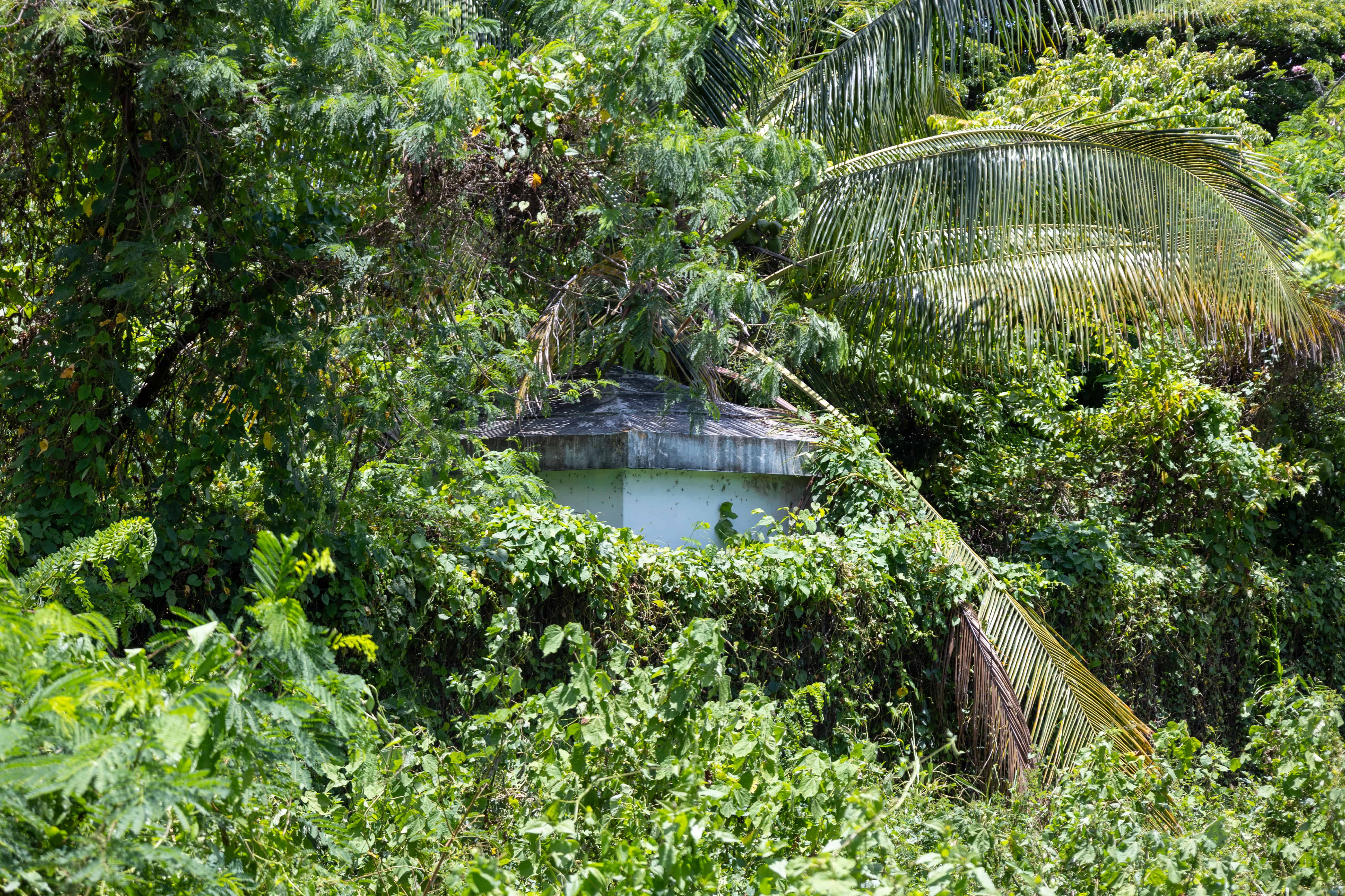 La planta de Hato Nuevo está totalmente cubierta de maleza.