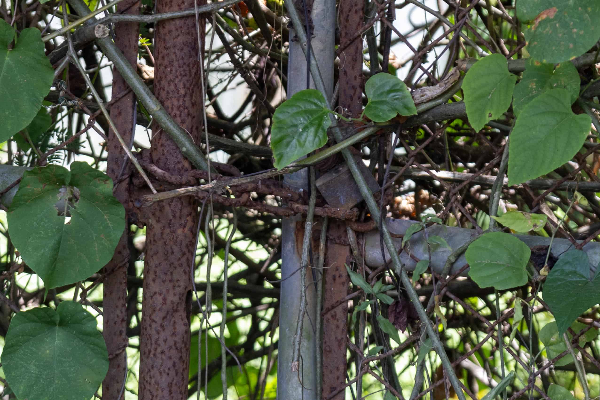 Según moradores de Hato Nuevo hace mas de 20 años que nadie entra a esta planta.