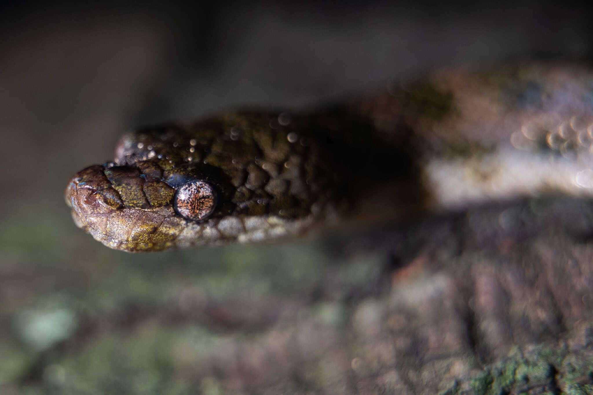  Tropidophis haetianus en un árbol de Santo Domingo. 
