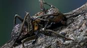Descubren en M&eacute;xico seis "hongos zombis", uno bautizado en honor a Guillermo del Toro