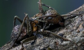 Descubren en M&eacute;xico seis "hongos zombis", uno bautizado en honor a Guillermo del Toro