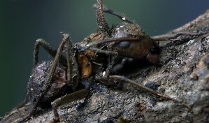 Descubren en M&eacute;xico seis "hongos zombis", uno bautizado en honor a Guillermo del Toro