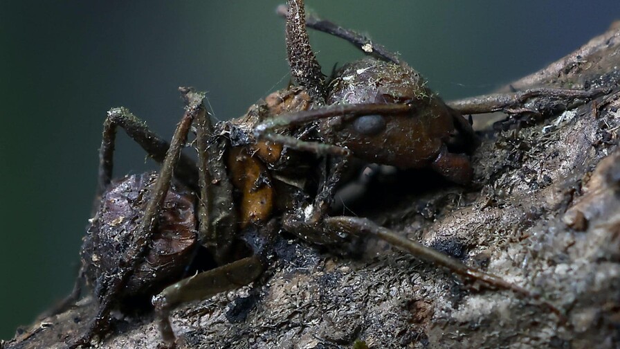 Descubren en M&eacute;xico seis "hongos zombis", uno bautizado en honor a Guillermo del Toro