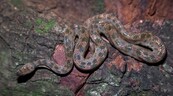La "boa" enana: una peque&ntilde;a serpiente que vive casi invisible entre nosotros