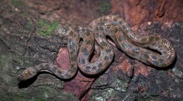 La "boa" enana: una peque&ntilde;a serpiente que vive casi invisible entre nosotros