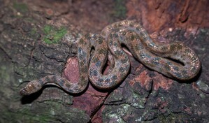 La "boa" enana: una peque&ntilde;a serpiente que vive casi invisible entre nosotros