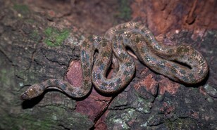 La "boa" enana: una peque&ntilde;a serpiente que vive casi invisible entre nosotros