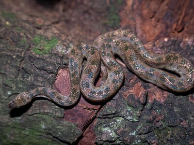 La "boa" enana, una especie casi invisible