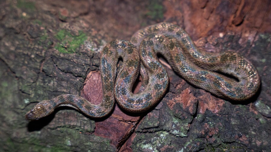 La "boa" enana: una peque&ntilde;a serpiente que vive casi invisible entre nosotros