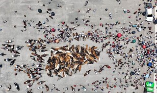 Los toros de la Virgen: entre la fe y siglos de tradici&oacute;n