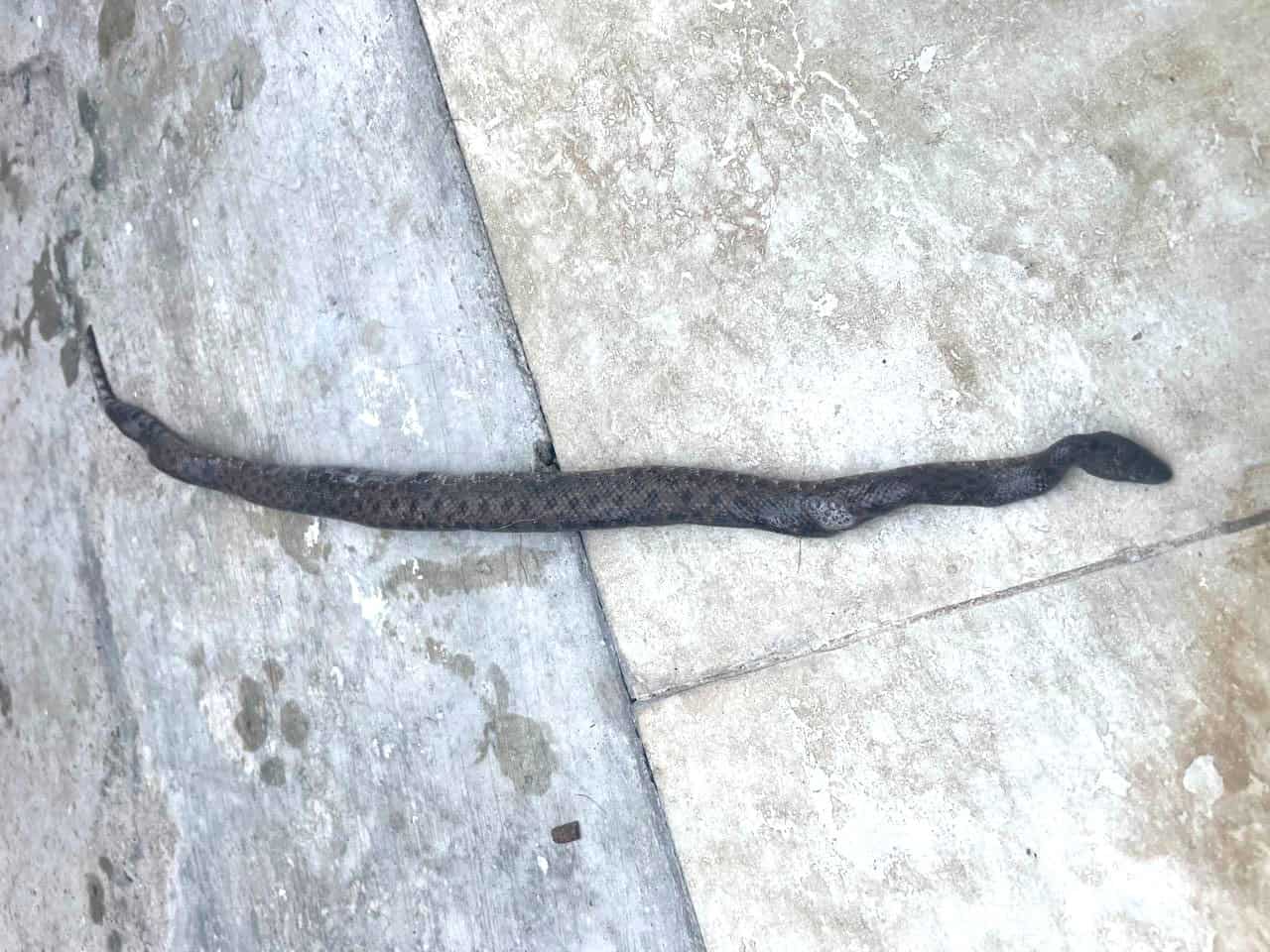Una  Tropidophis haetianus muerta por ataques de perros en Santo Domingo. 