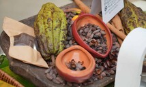 Las exportaciones de cacao alcanzaron los 669 millones de d&oacute;lares en 2025