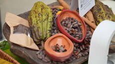 Las exportaciones de cacao alcanzaron los 669 millones de d&oacute;lares en 2025
