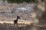 La UE moviliza medios de extinción para combatir los incendios en España y Bélgica La UE moviliza medios de extinción para combatir los incendios en España y Bélgica