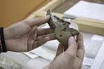 Nakali, la mandíbula de diez millones de años que mira al origen del ser humano