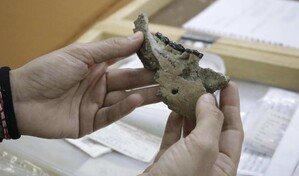 Nakali, la mand&iacute;bula de diez millones de a&ntilde;os que mira al origen del ser humano