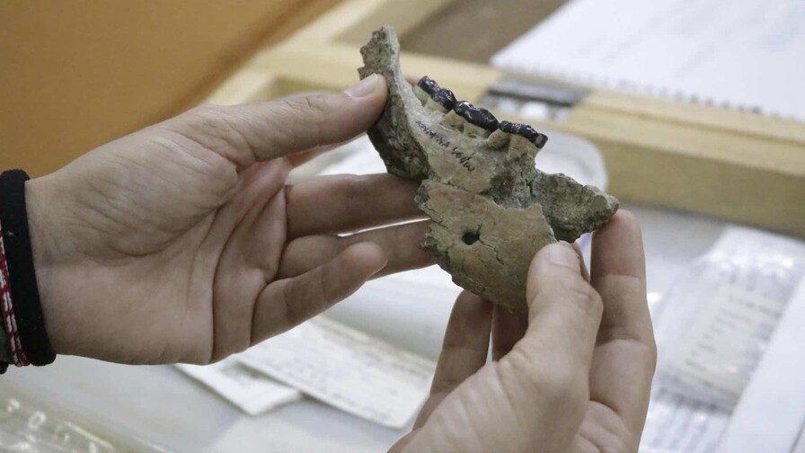Nakali, la mand&iacute;bula de diez millones de a&ntilde;os que mira al origen del ser humano