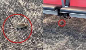 Aeropuerto LaGuardia enfrenta incidente con ratones que sorprenden a pasajeros