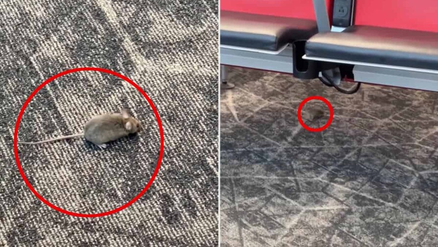 Aeropuerto LaGuardia enfrenta incidente con ratones que sorprenden a pasajeros Aeropuerto LaGuardia enfrenta incidente con ratones que sorprenden a pasajeros