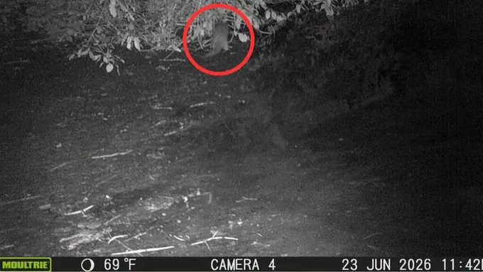 Documentan el primer avistamiento de una nutria en un siglo en el r&iacute;o Bronx, de Nueva York