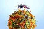 Nueva York reporta su primer caso humano de virus del Nilo Occidental este año Nueva York reporta su primer caso humano de virus del Nilo Occidental este año