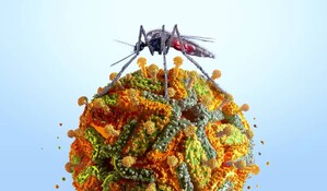 Nueva York reporta su primer caso humano de virus del Nilo Occidental este a&ntilde;o