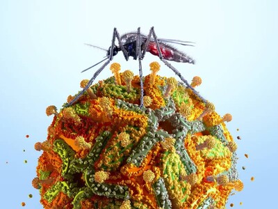 NY reporta su primer caso humano de virus del Nilo Occidental