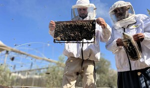 La lucha de un apicultor gazat&iacute; para salvar a sus abejas: Se fueron; no hay &aacute;rboles