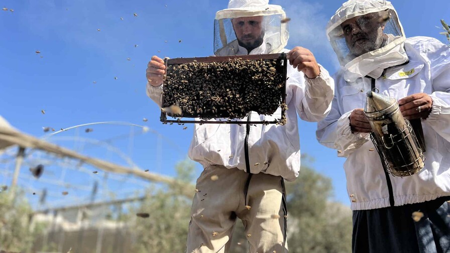 La lucha de un apicultor gazatí para salvar a sus abejas: Se fueron; no hay árboles La lucha de un apicultor gazatí para salvar a sus abejas: Se fueron; no hay árboles