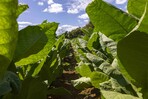 ¿Por qué la República Dominicana aún importa tabaco? ¿Por qué la República Dominicana aún importa tabaco?