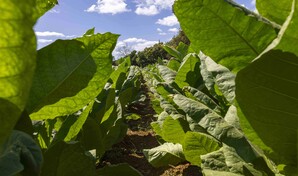 &iquest;Por qu&eacute; la Rep&uacute;blica Dominicana a&uacute;n importa tabaco?