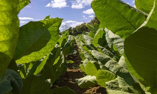 &iquest;Por qu&eacute; la Rep&uacute;blica Dominicana a&uacute;n importa tabaco?