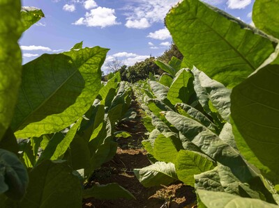 ¿Por qué las importaciones de tabaco siguen en RD?