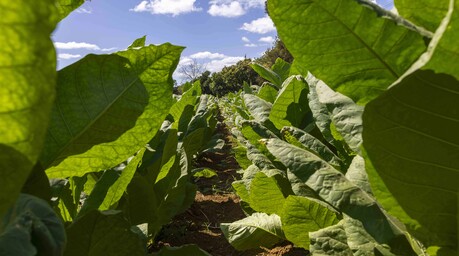 &iquest;Por qu&eacute; la Rep&uacute;blica Dominicana a&uacute;n importa tabaco?
