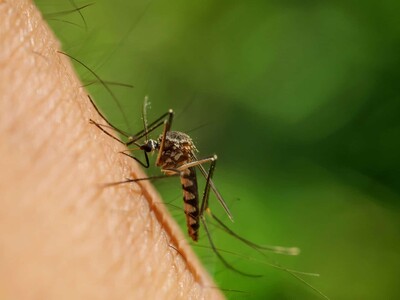 Malaria en aeropuerto deja dos muertos en Fráncfort